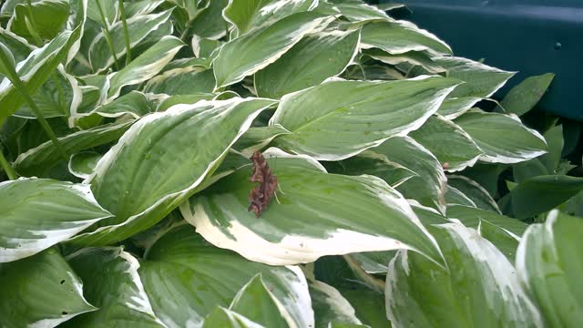 Butterfly: Question Mark on Hosta