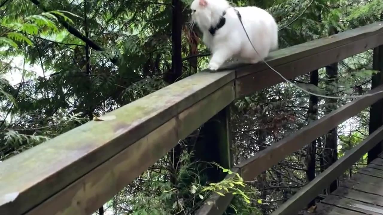 Cat Walking on Ledges