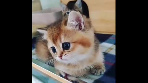 Adorable and cute kittens😻