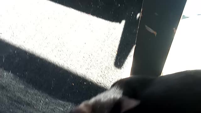 Roo and Coco 2