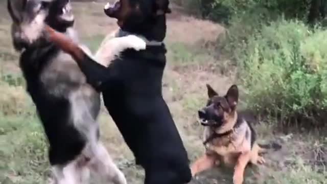 Rottweiler vs German Shepherd 2021 #shorts #Germanshepherd german shepherd dog fight