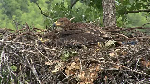 Young Imperial eagle chicks in the nest on a tree