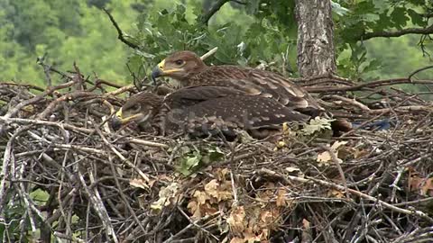 Young Imperial eagle chicks in the nest on a tree