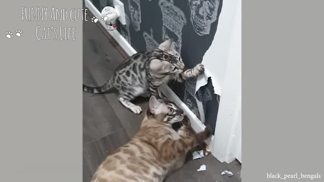 Don't mess with these cats