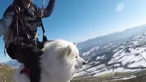 Cute white dog