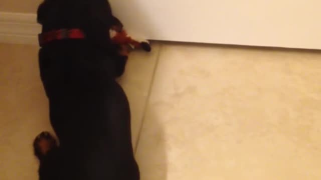 Gotta catch the toy