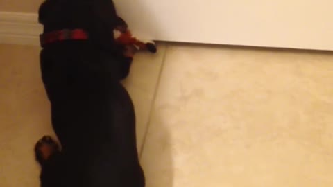 Gotta catch the toy