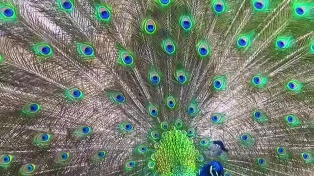 Peacock