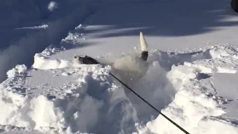 White dog running around snow and starts to skip on snow