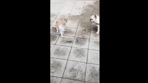 Dogs VS Cats Funny