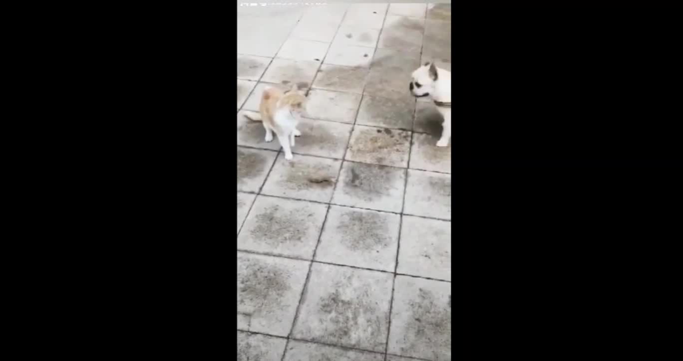 Dogs VS Cats Funny