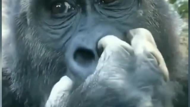 this gorilla sure make an easy diet lol