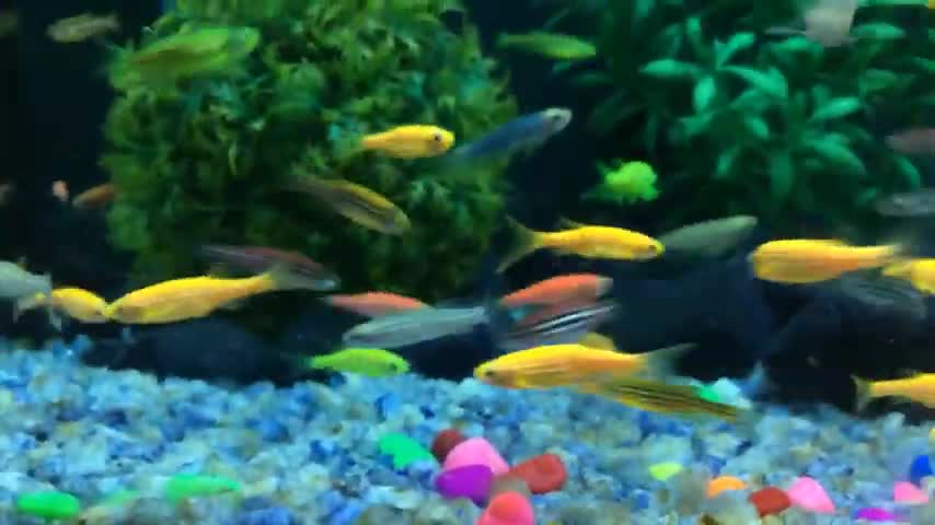 Colourful 🐠🐋🐟fish