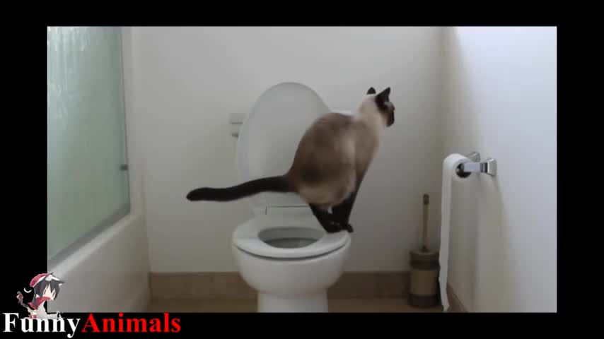 Cat funny video