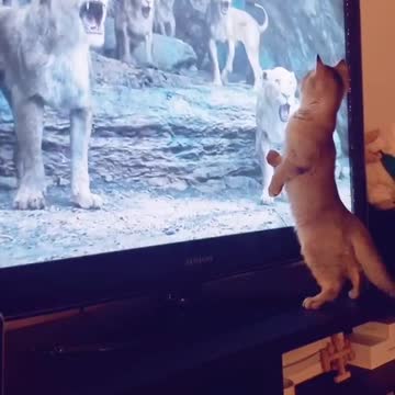 CAT FELT TERRIFIED SEEING LIONS & FALL