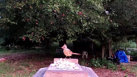 A T-Mouse, a Blue J and Miss Cardinal fly up to the feeder