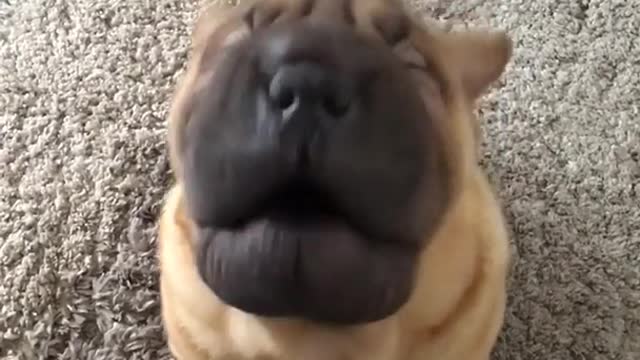 Wrinkly brown puppy dog barks at camera on carpet