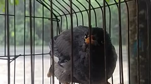 The life of a caged bird is very difficult.
