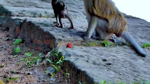 So Happy Baby Monkey Branda brother playing so happy together
