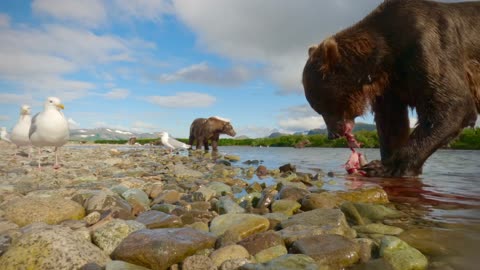 Alaskan Bear Eats Caught Fish