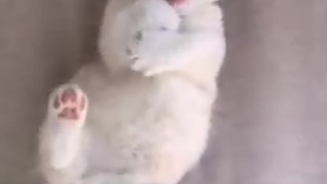 Cat Cates short video