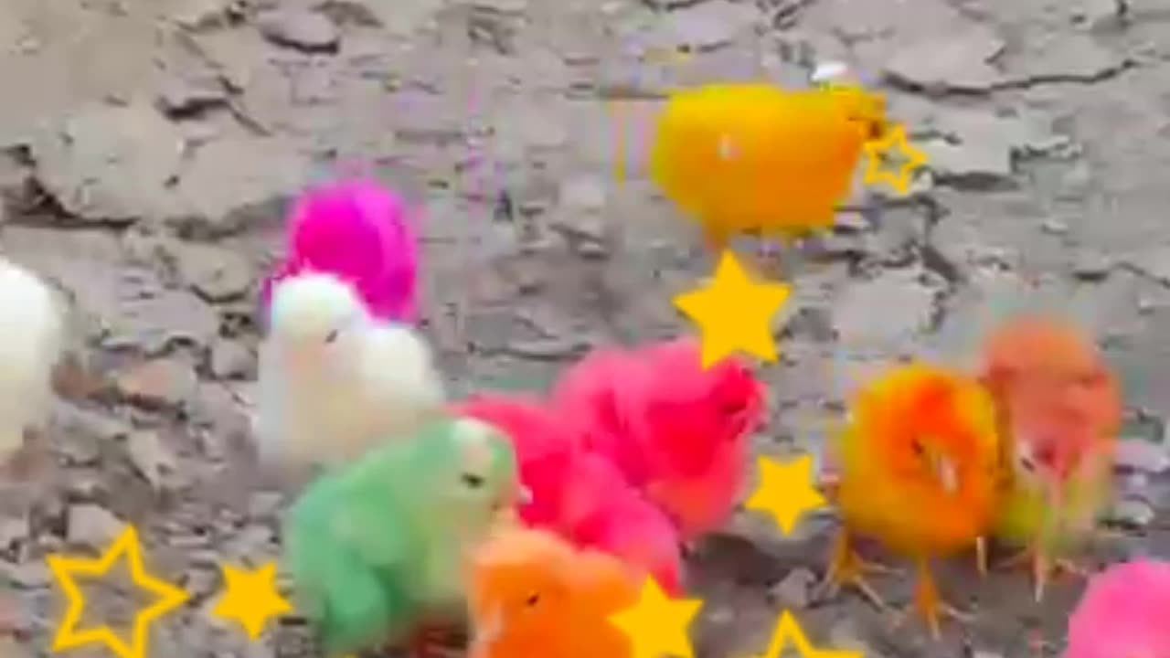 So funny hen🐤🐤🐥🐣