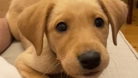 Cute puppy barking | cute dog barking