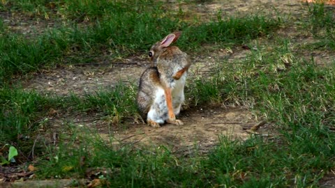 Wild Rabbit