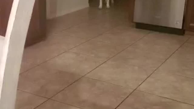 Dog responds to " oh no oh no oh no nonono"