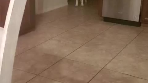 Dog responds to " oh no oh no oh no nonono"