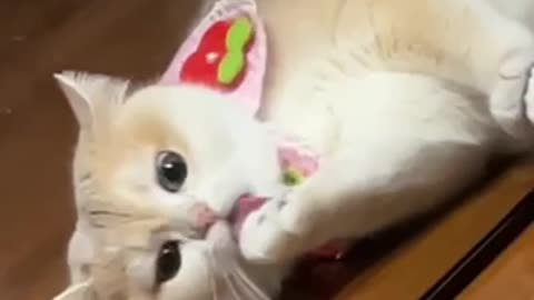 A cat who likes to look in the mirror