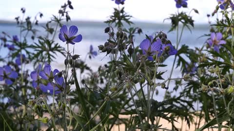 Natural nature flowers videos