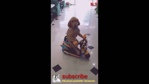 Adorable Babies Playing With Dogs and Cats - Funny Babies Compilation 2021 N.S funny videos