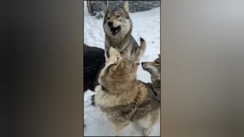 Animals Transformation | Beast Mode | Paws Planet 🐾