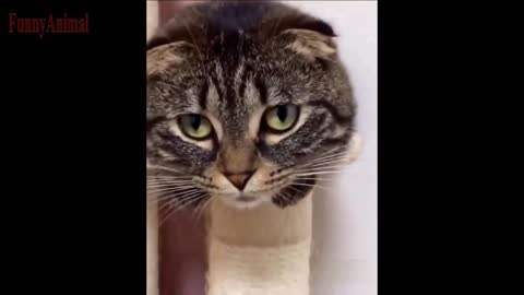 The Best FUNNY CATS Videos - Funny Animal