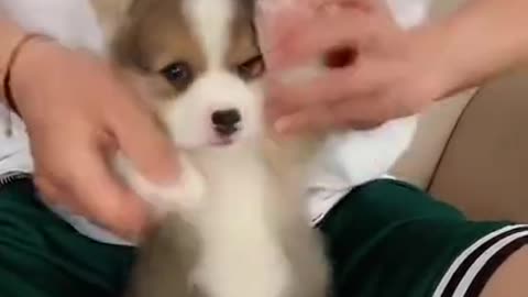 Cute dog cute and fun die laughing a lot