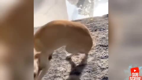 dogs horrible and cute also 😂😂
