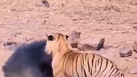 OMG Tiger vs Bear fight....