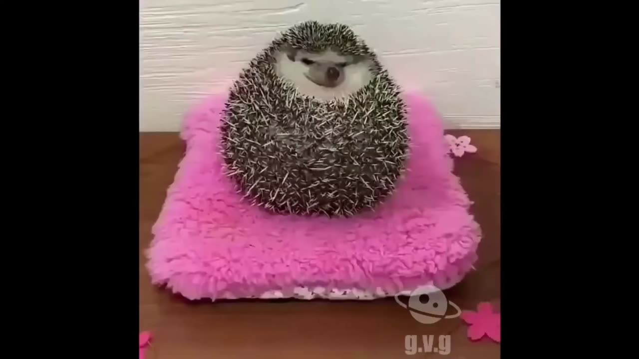 FUNNY AND NAUGHTY ANIMALS