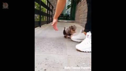 Gorgeous mini pomerianan