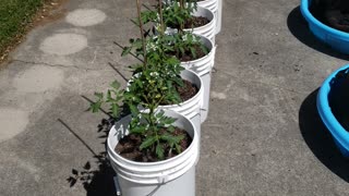Gutter gardening