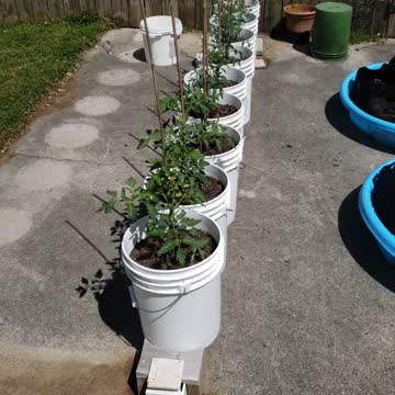 Gutter gardening