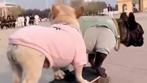 Dogs enjoying their ride