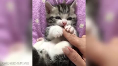 Милий котьонок 🐈🐈🐈