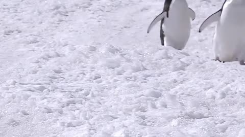 A bunch of silly penguins-5