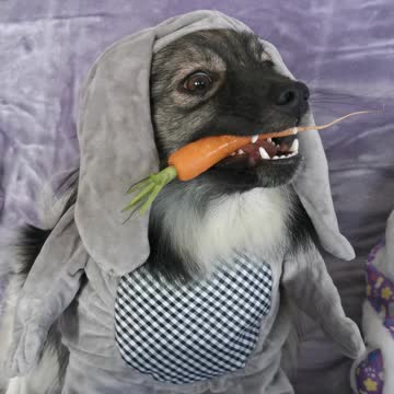 Cute Puppy Pretends To Be A Bunny Rabbit