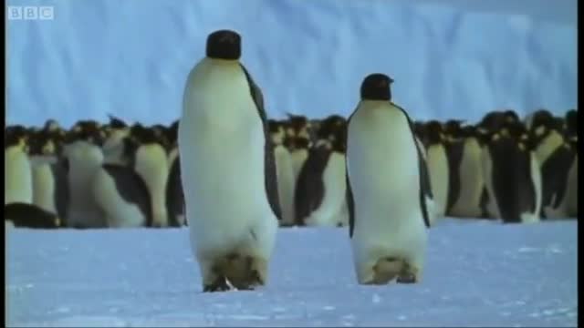 Emperor penguins | The Greatest Wildlife Show on Earth | BBC Earth