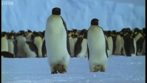 Emperor penguins | The Greatest Wildlife Show on Earth | BBC Earth