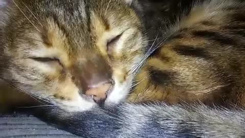 Sleeping Bengal cat. Looking peaceful. 😻❤️
