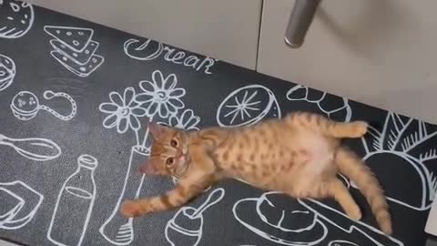 Lazy Kitty Enamored with Owner's Cooking Process